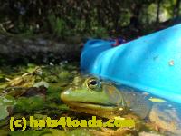 /home//u458753944/public_html/sourcegallery////Frogs/Bullfrogs 2016-08 Ontario/P8091467.JPG
